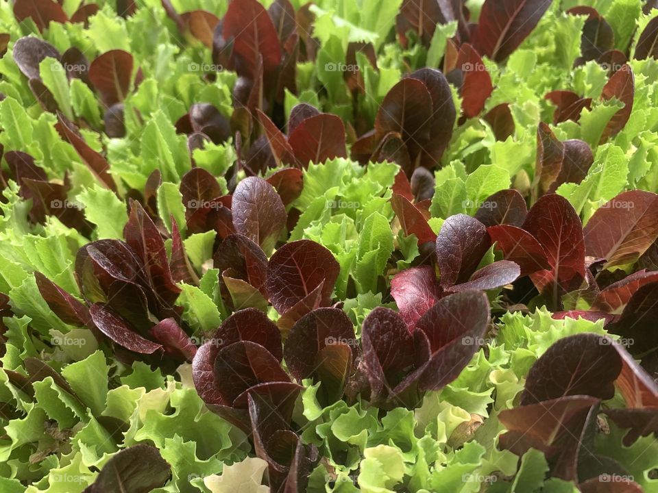 Lettuce plants