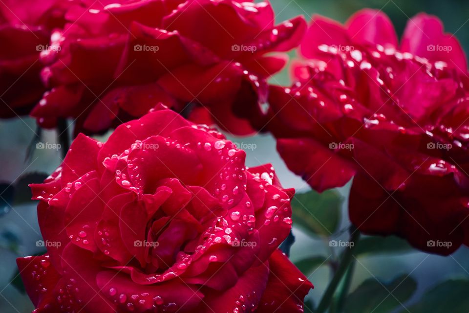 Morning dew on red roses in the garden 