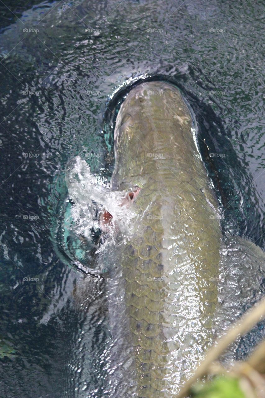 Arapaima fish