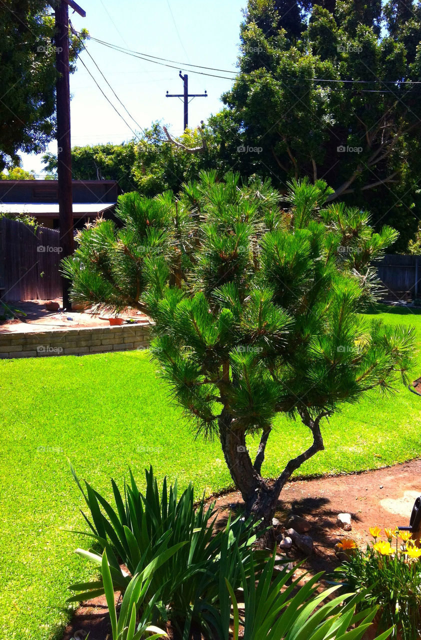 sky green garden plants by blackpearl079