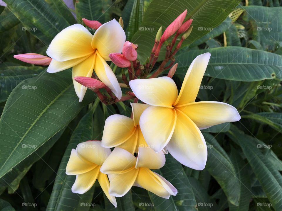 Tropical flowers
