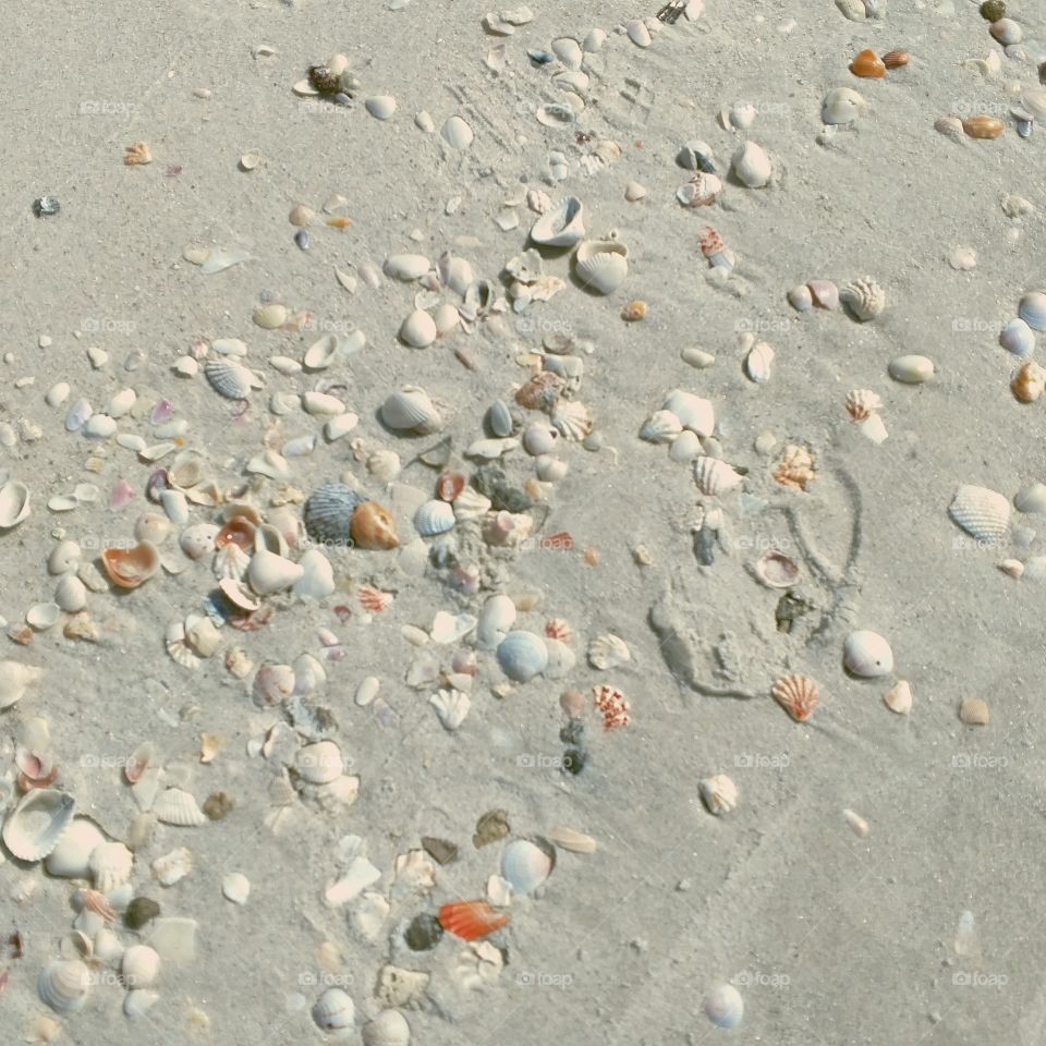 Seashells by the seashore