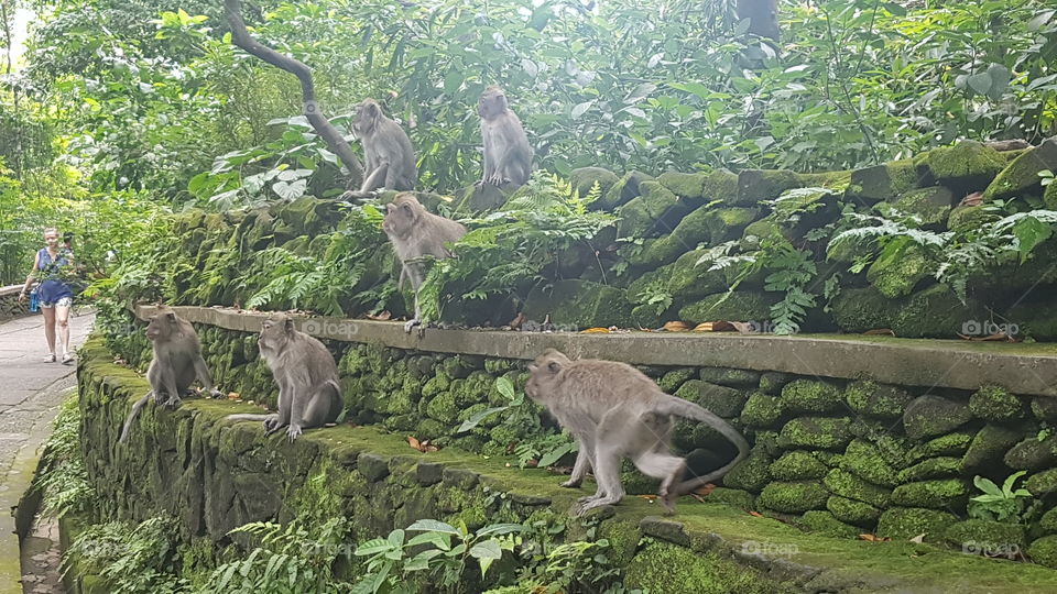 A group of monkeys at the monkey forest in bali