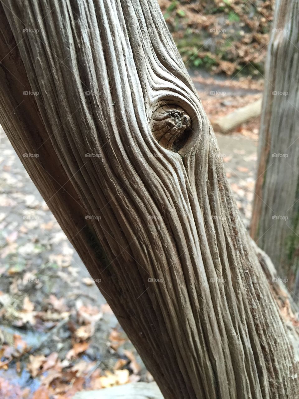 Closeup of deeply grooved surface of old weathered tree trunk