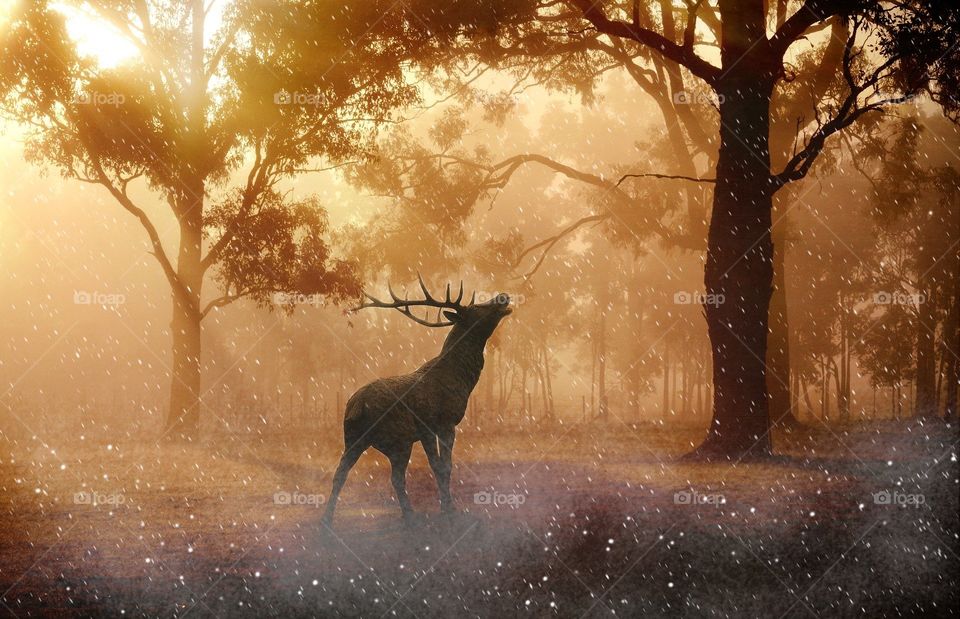 Deer on Golden forest