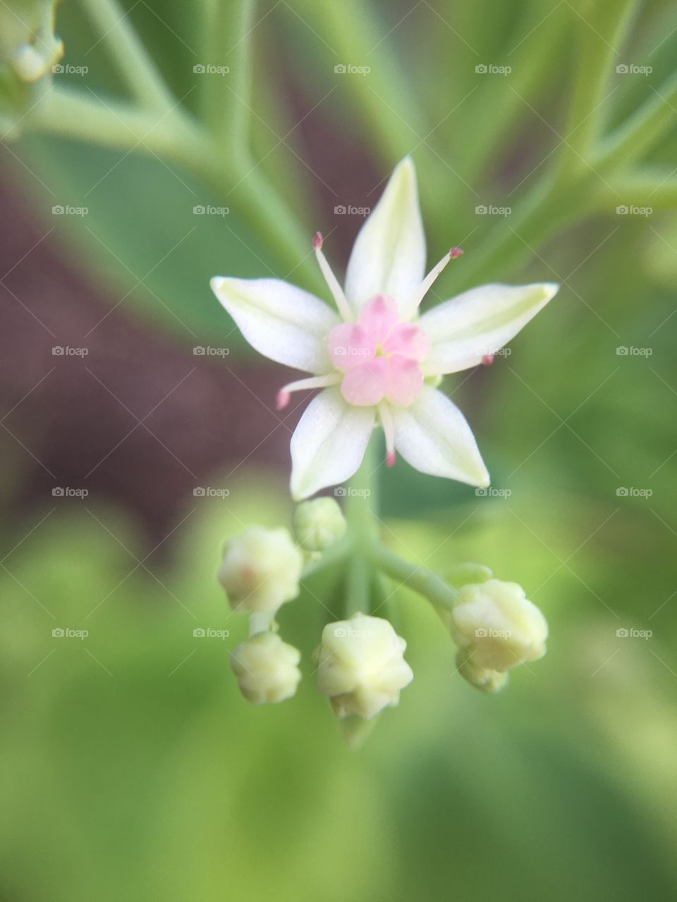 Pink flower