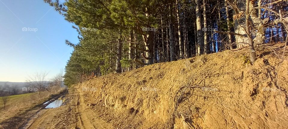 A beautiful pine forest in a sunny day