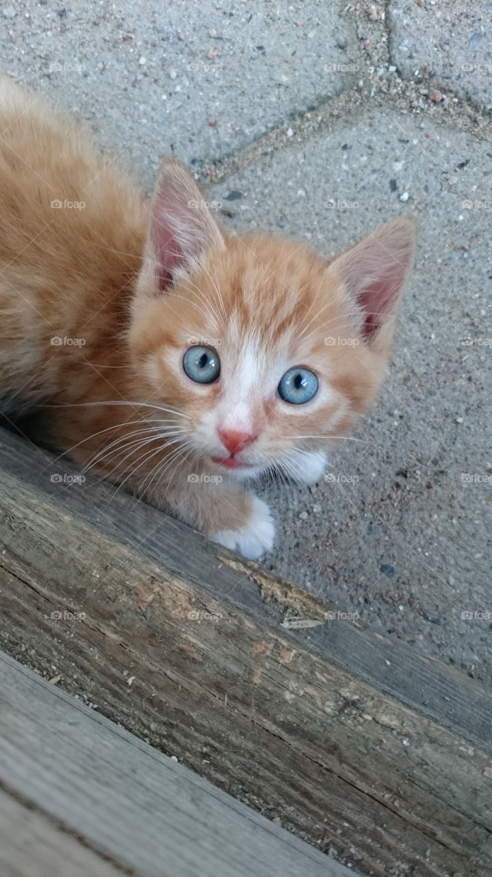 Kitten 