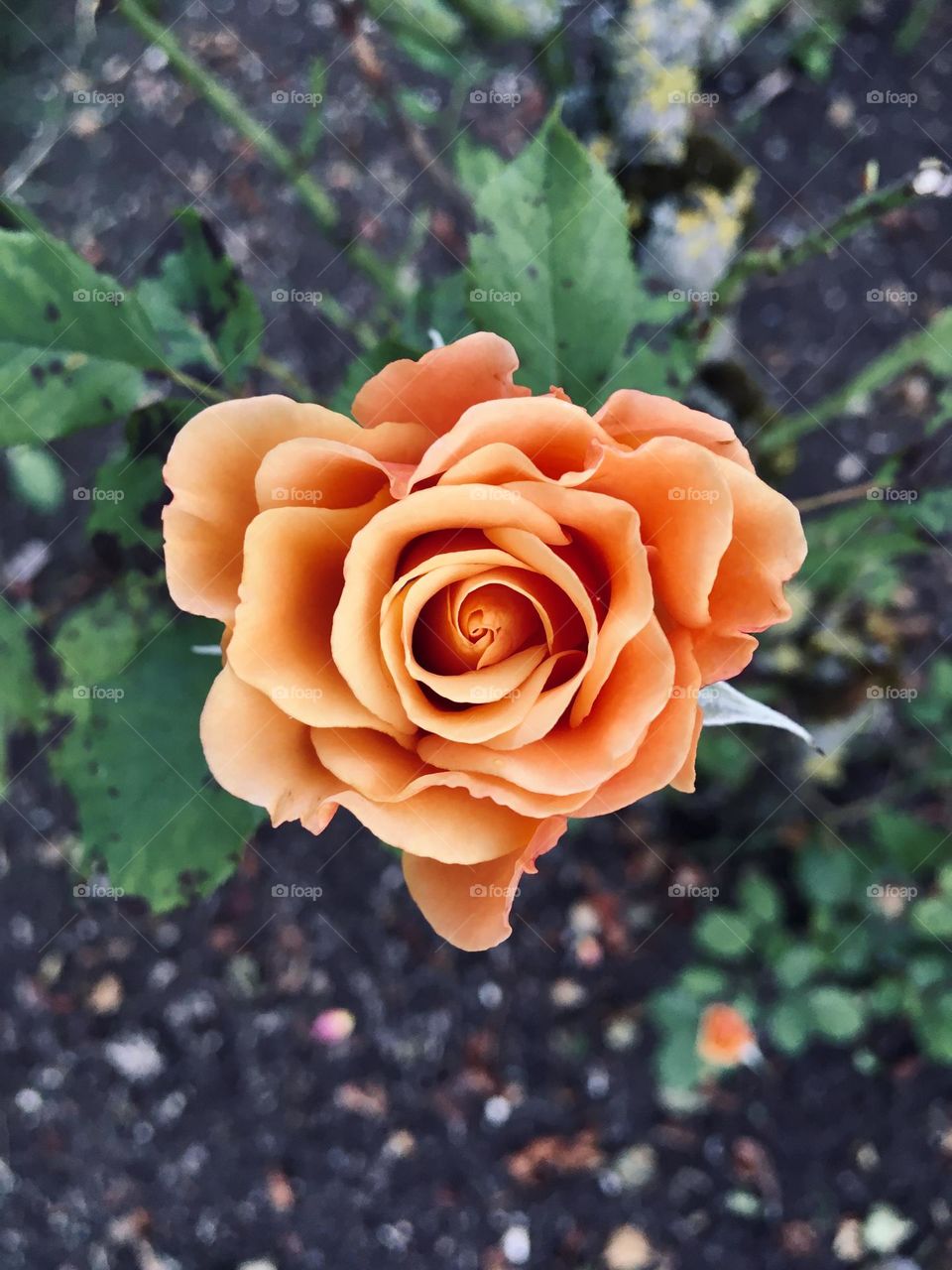 Pretty rose in the garden directly from above 