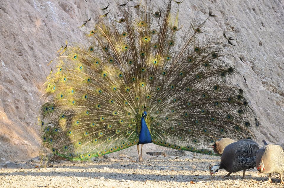 Animals from Brazil