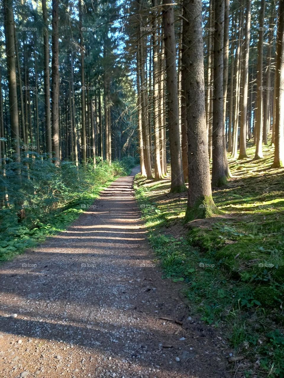 Afternoon Sunlight Streaming Through Pine Forest