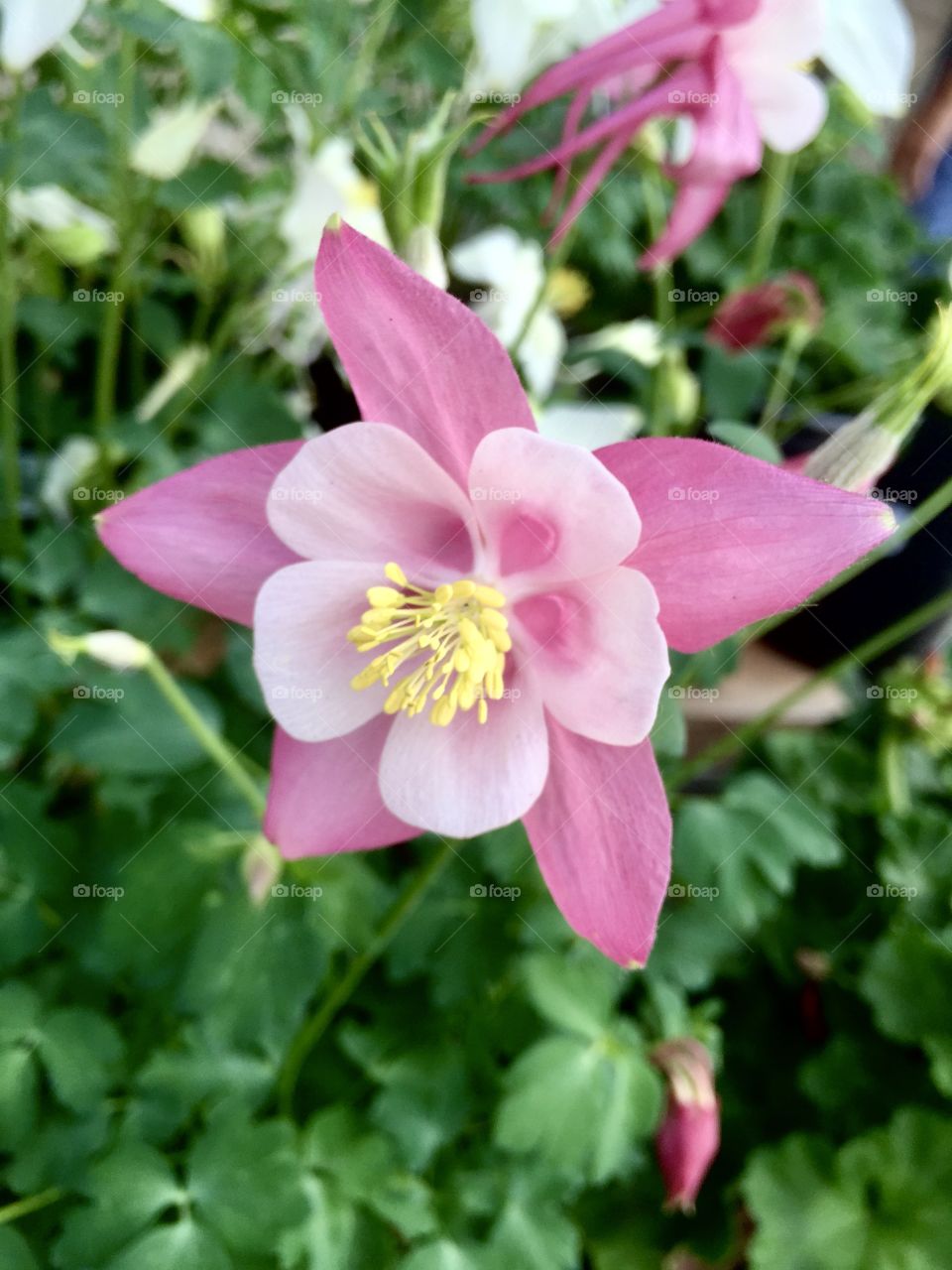 Pink Flower