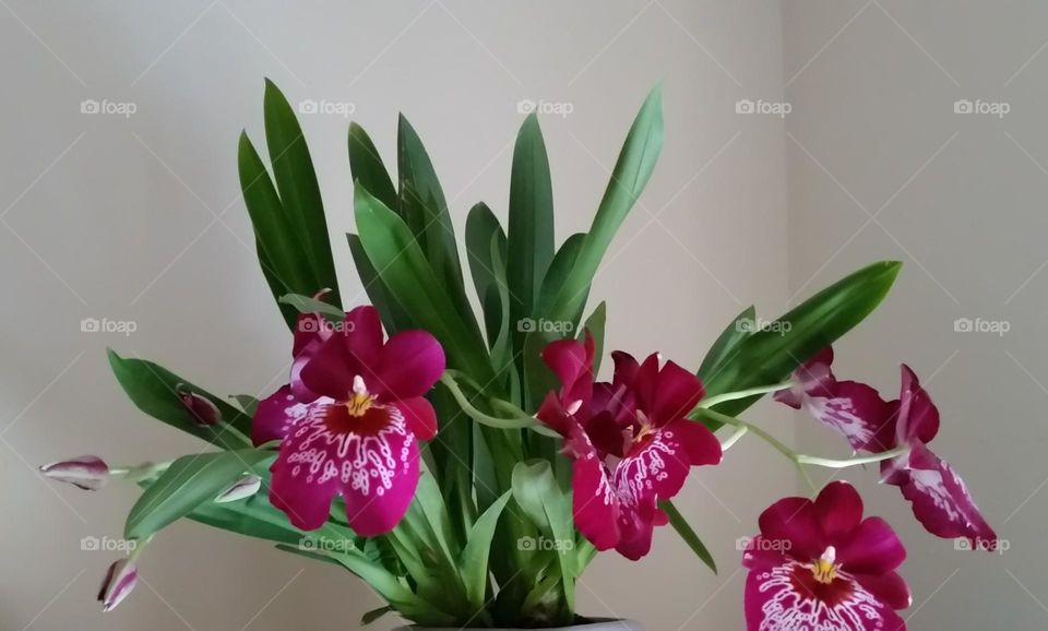 Blooming of a red Miltonia orchid in the nest of its green foliage