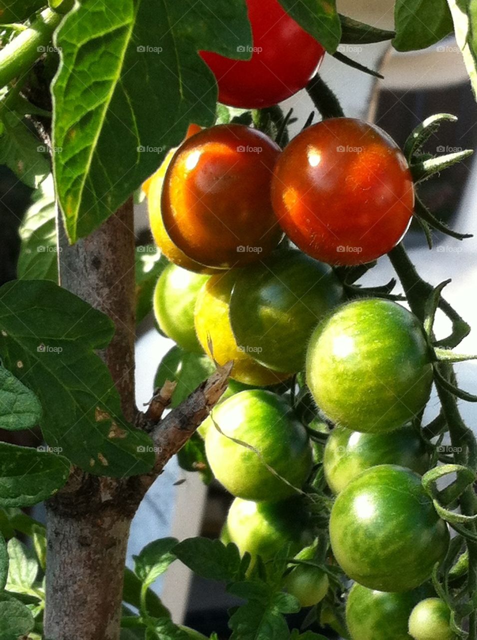 Many minis tomatoes on the vine