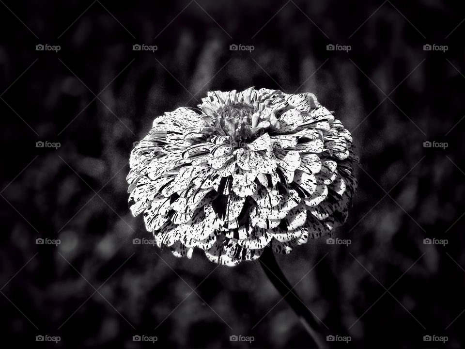 BW flower