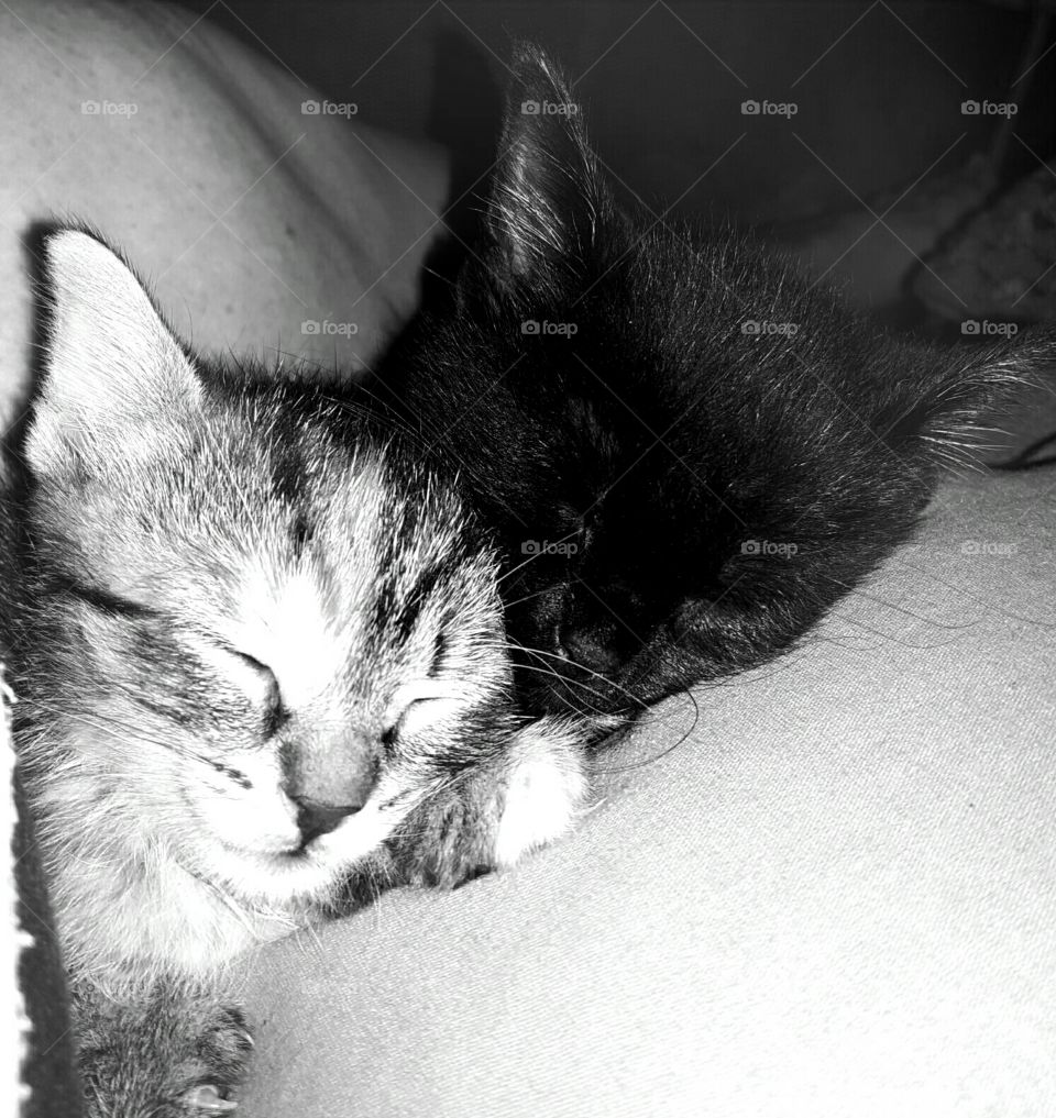 Sleeping Kittens