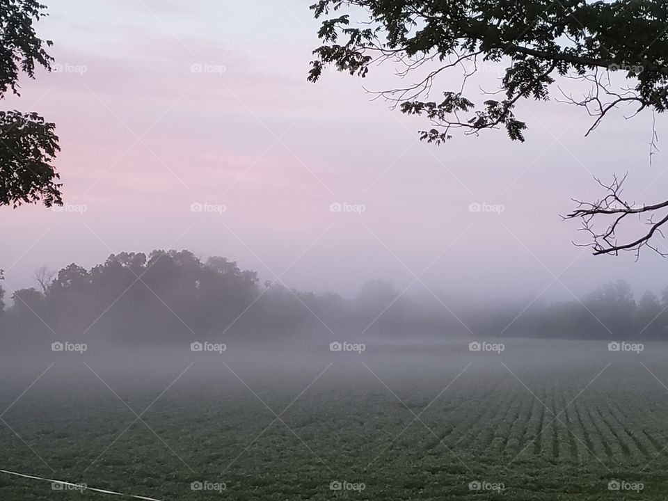 Mist in the morning