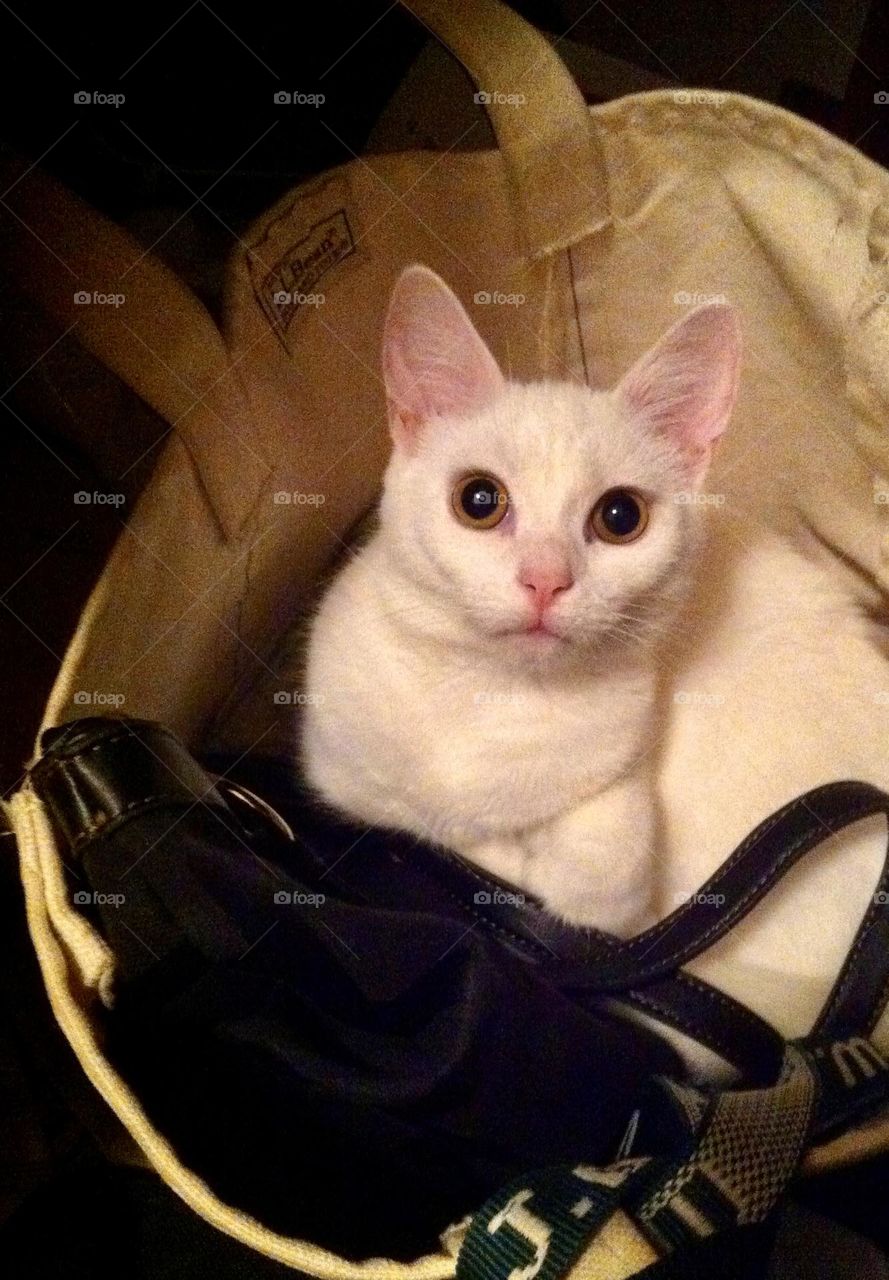 Why can’t I go to work with you? White cat in work bag beside purse