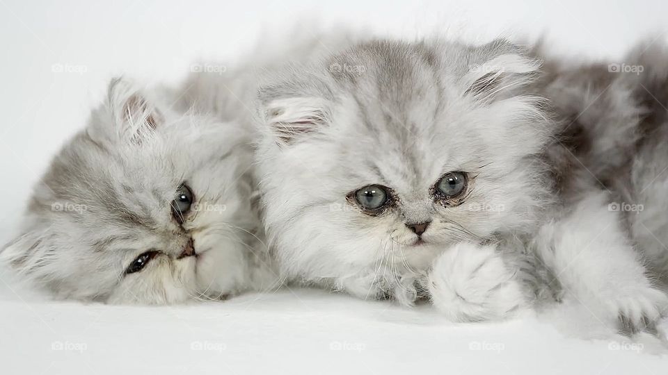 twins cat