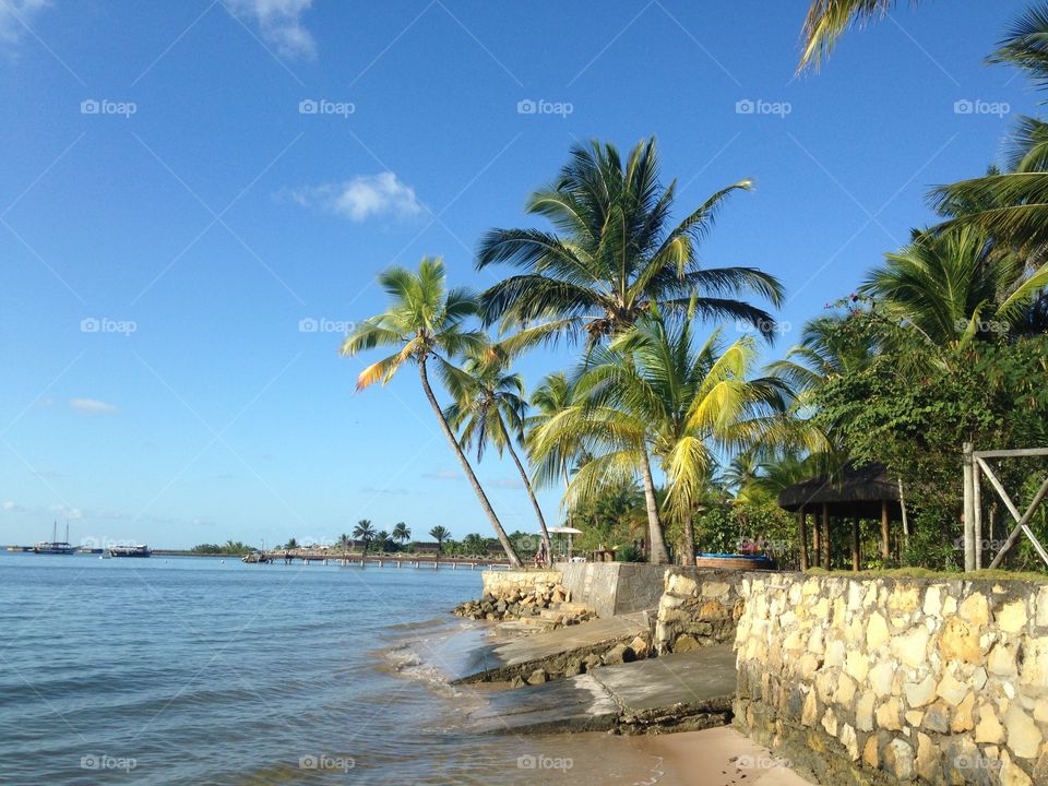 coconut tree on the beach of Campinho, Camamu, Bahia, Brazil 