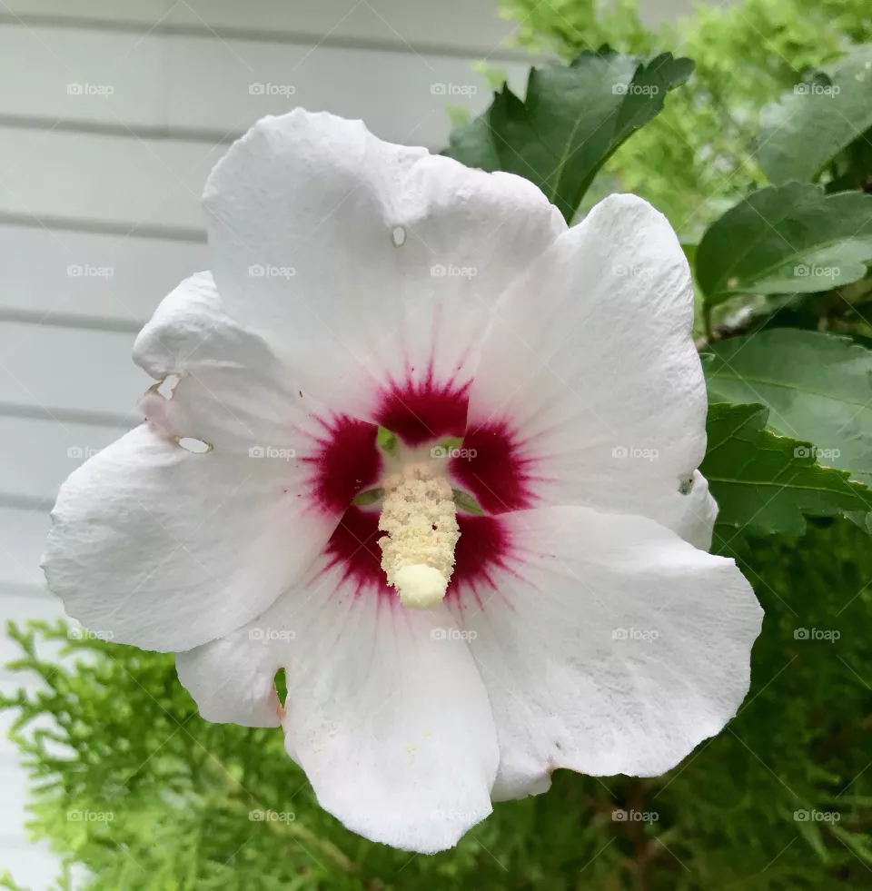 Bloom 