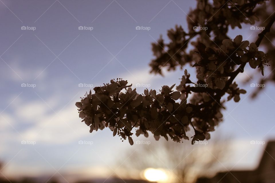 Sunset on the flowers
