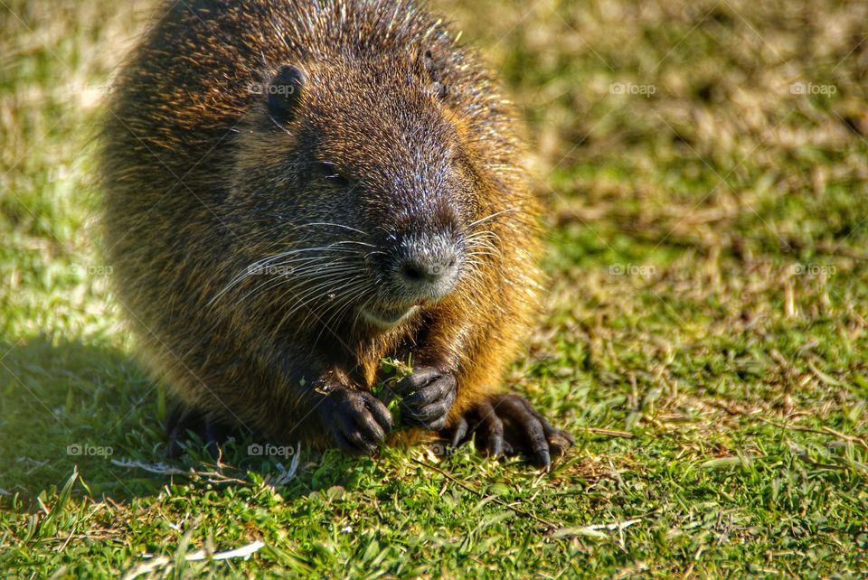 Close-up of nutria on grass