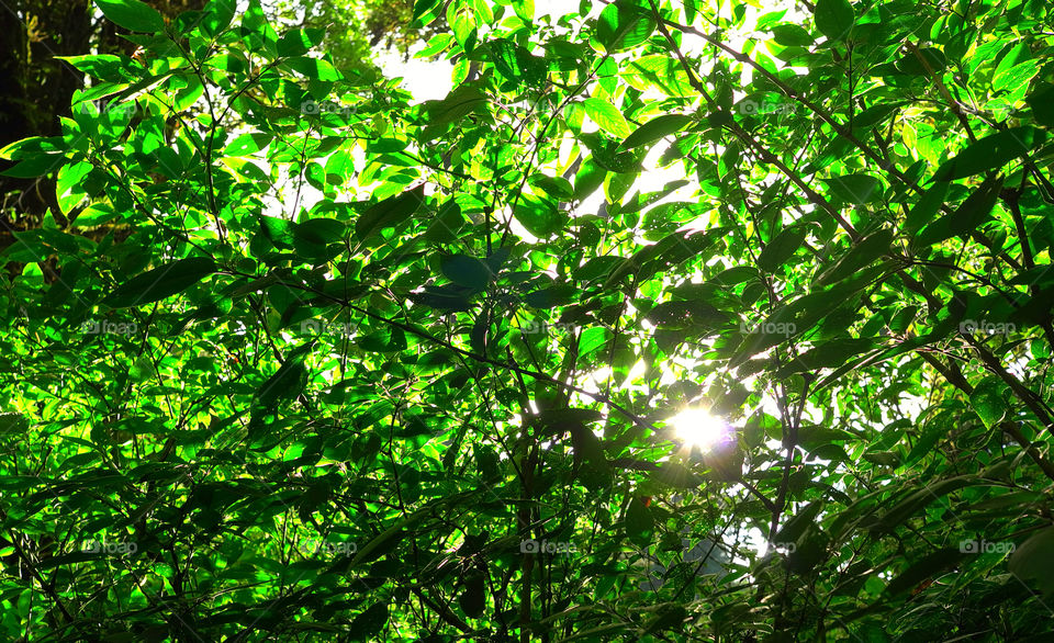 green sun forest leaf by sonchai