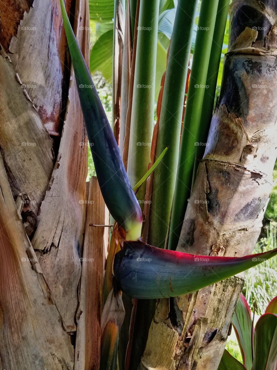 Beginning of a bird of Paradise flower