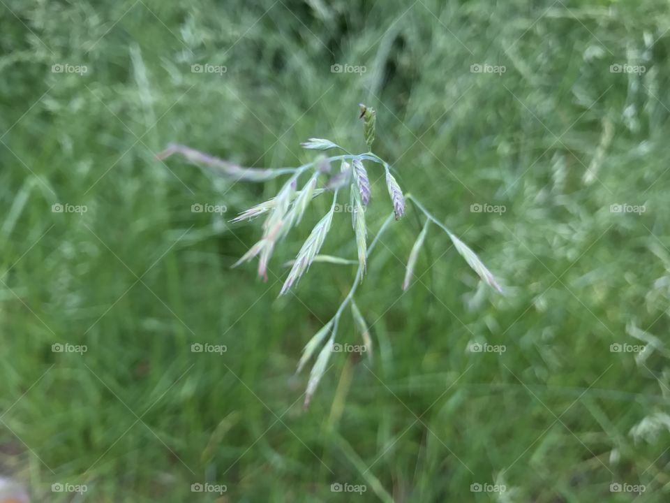 Grass