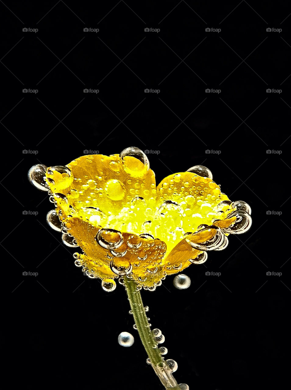 yellow flora flower united kingdom by upyanose