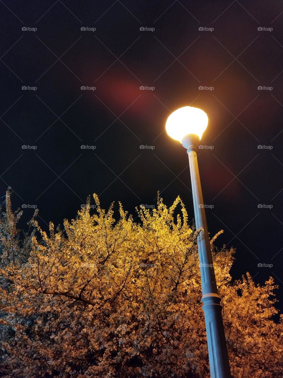 evening park lamp