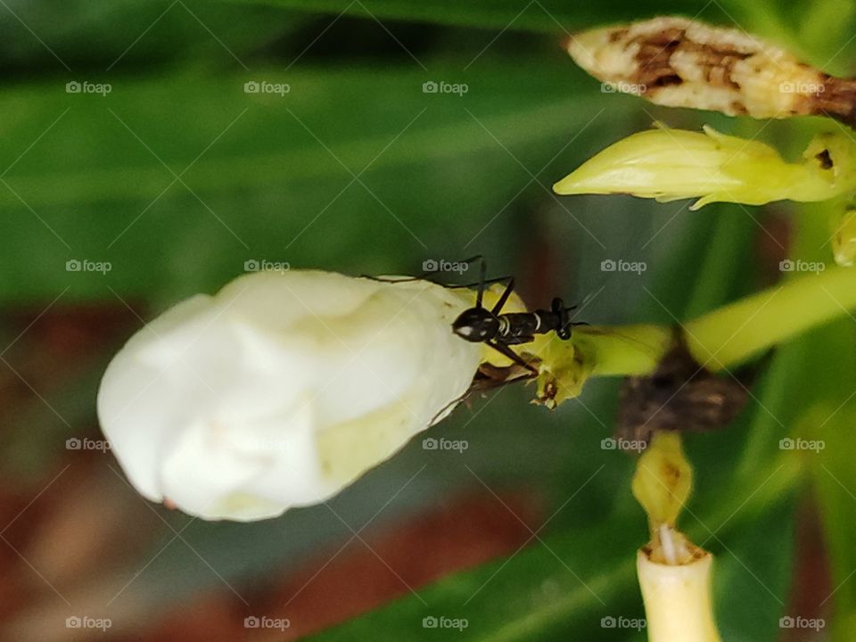 Ants have large heads with compound eyes, elbowed antennae, and powerful jaws