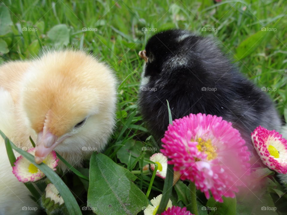 baby chicks