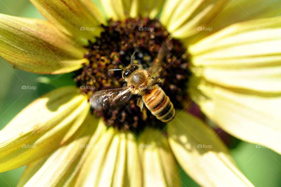 Bee on Sunflower