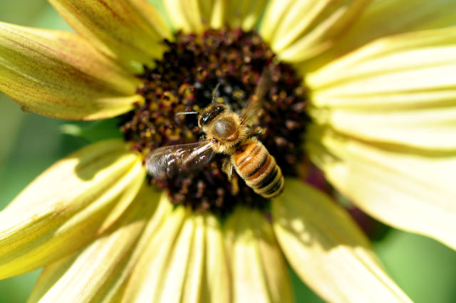 Bee on Sunflower