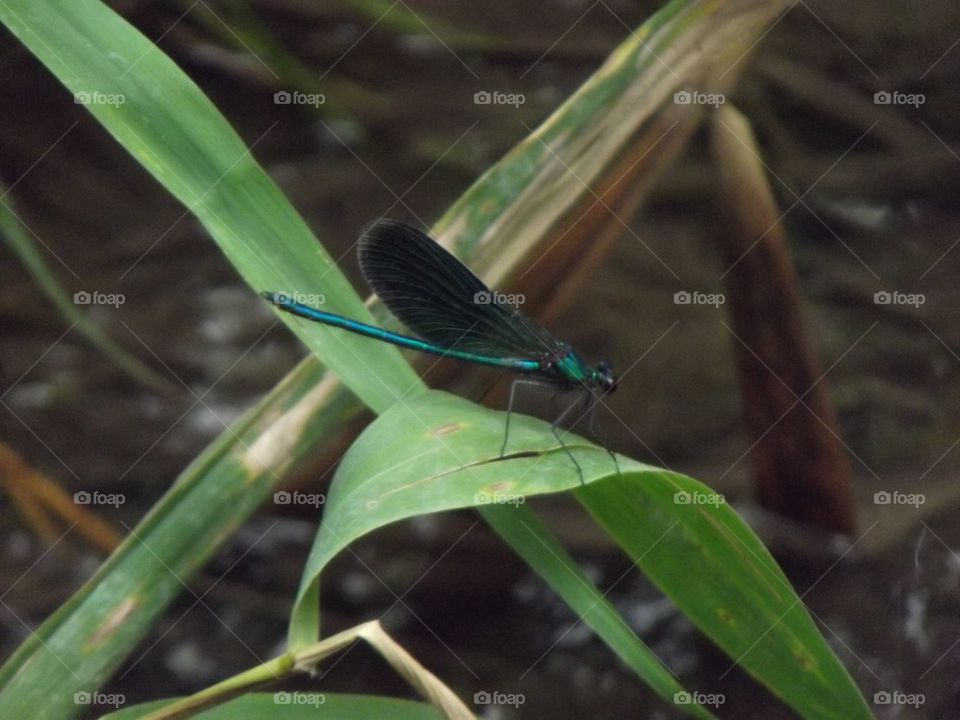 dragonfly, beautiful dragonfly, green dragonfly