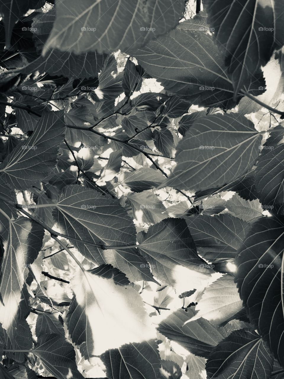 Black and White Foliage