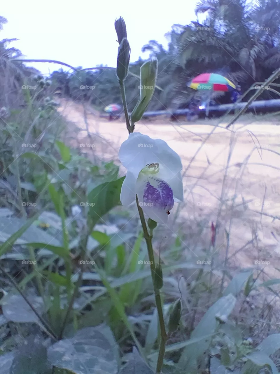flower sunset