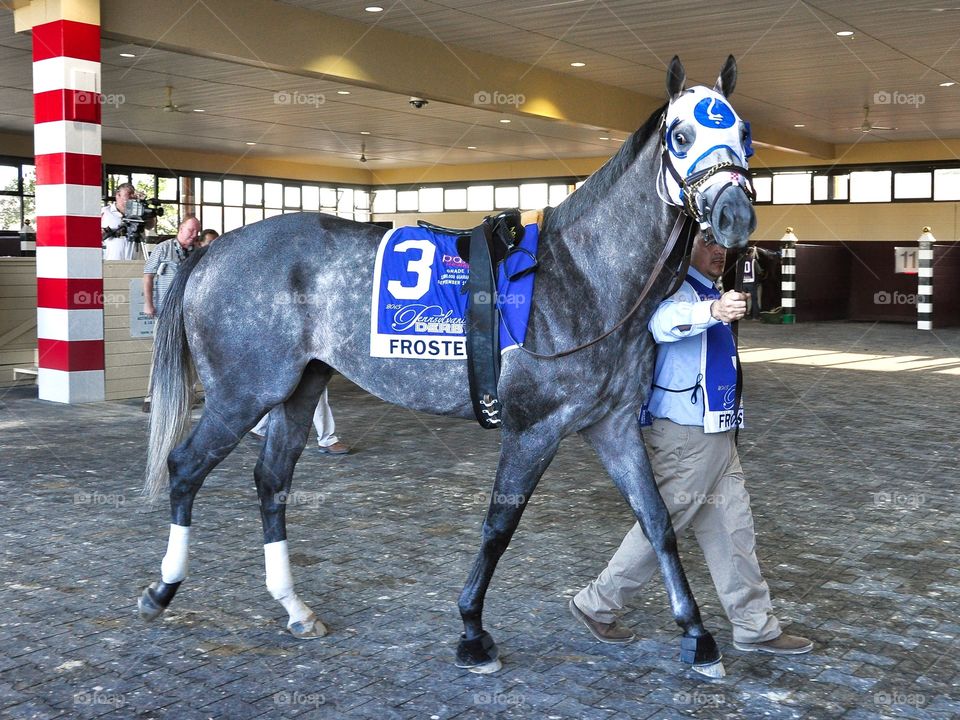 Frosted - Pennsylvania Derby. Top 3 yr-old Frosted, a dapple gray thoroughbred warming up in the paddock at Parx. 

Zazzle.com/fleetphoto