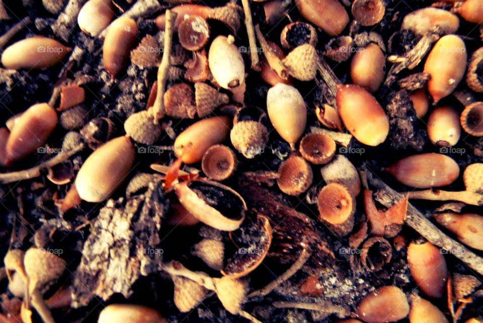 Shells, acorns