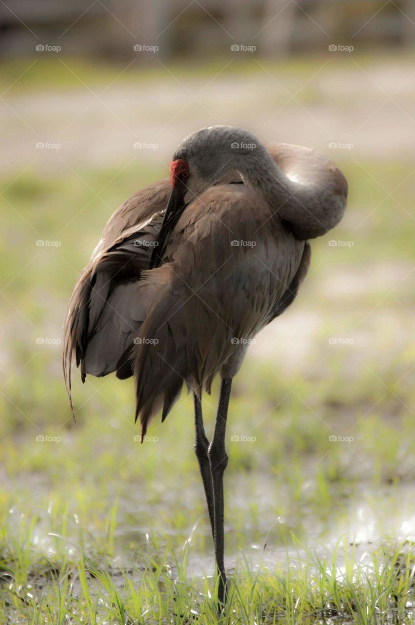 sandhill crane