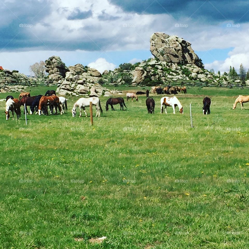 Horse pastures 