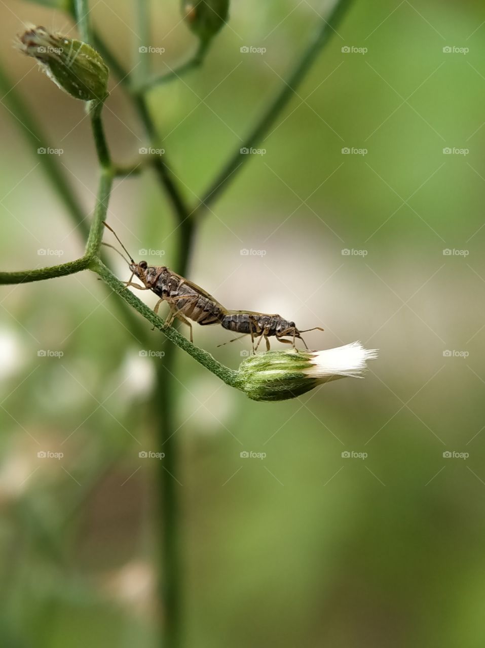 The mating of two brown marmorated stink bugs on a bush flower bud. Beautiful scenery in the morning.