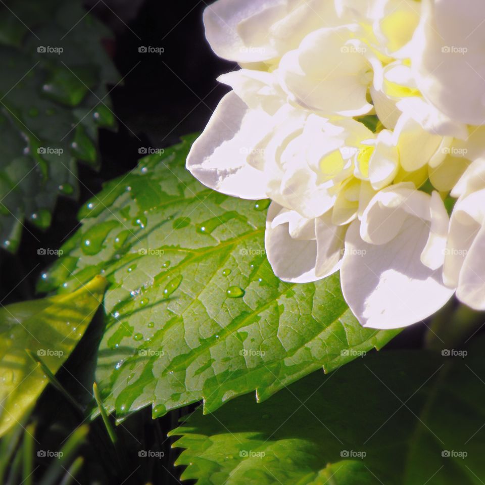 White Flower. Flower with water droplets