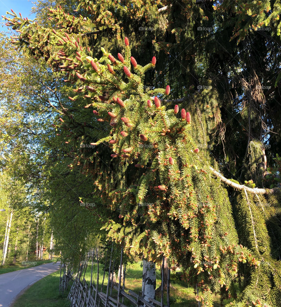 Pinetree with cones, open air museum in Sweden 