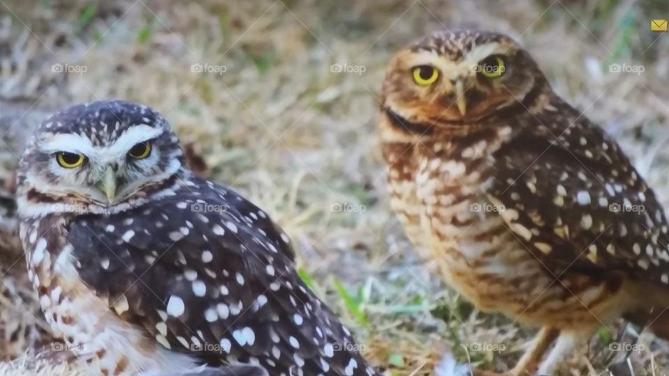 Portrait of two owls