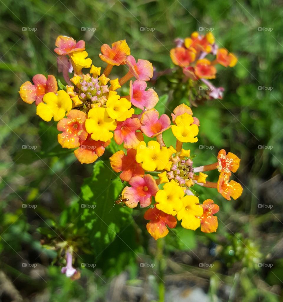 Flower, Nature, No Person, Flora, Leaf