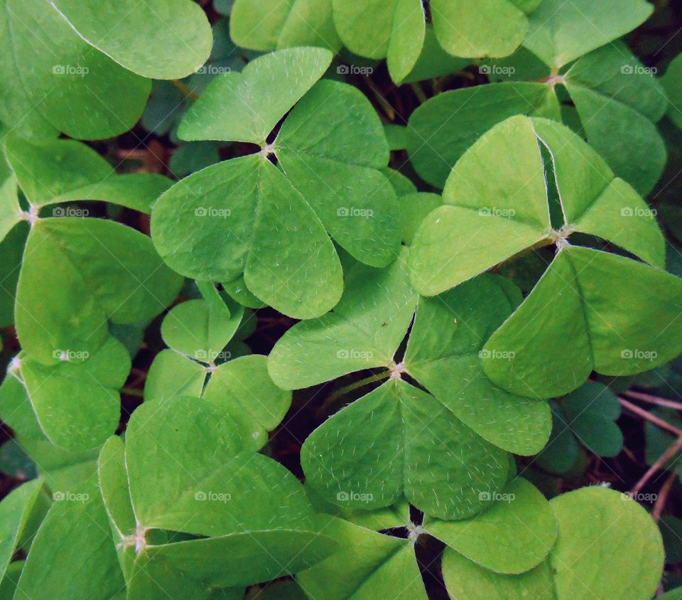 green plants leaves geometric triangle beautiful texture background