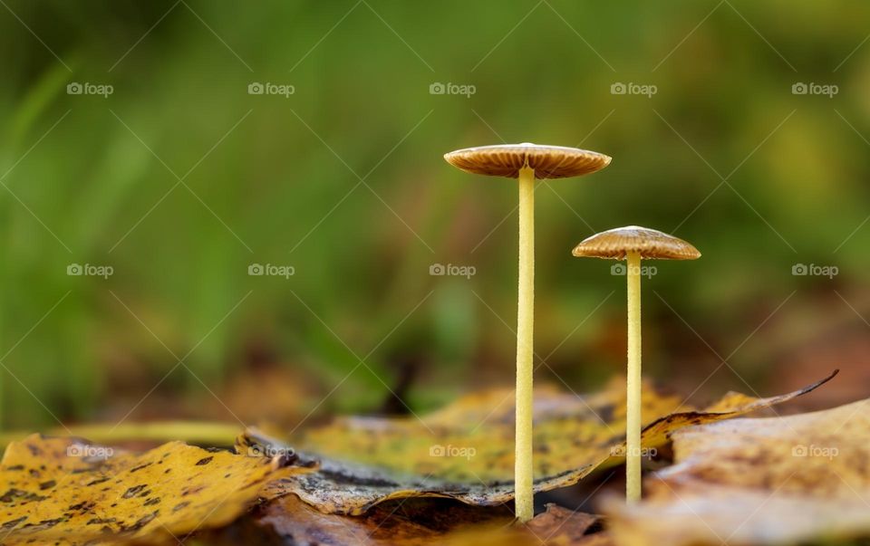 2 tiny mushrooms growing straight up for the wet undergrowth